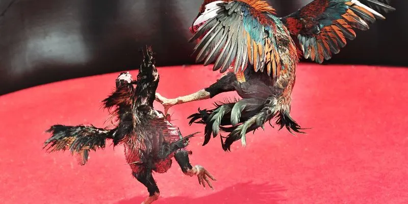 Các loại đá gà mạng phổ biến